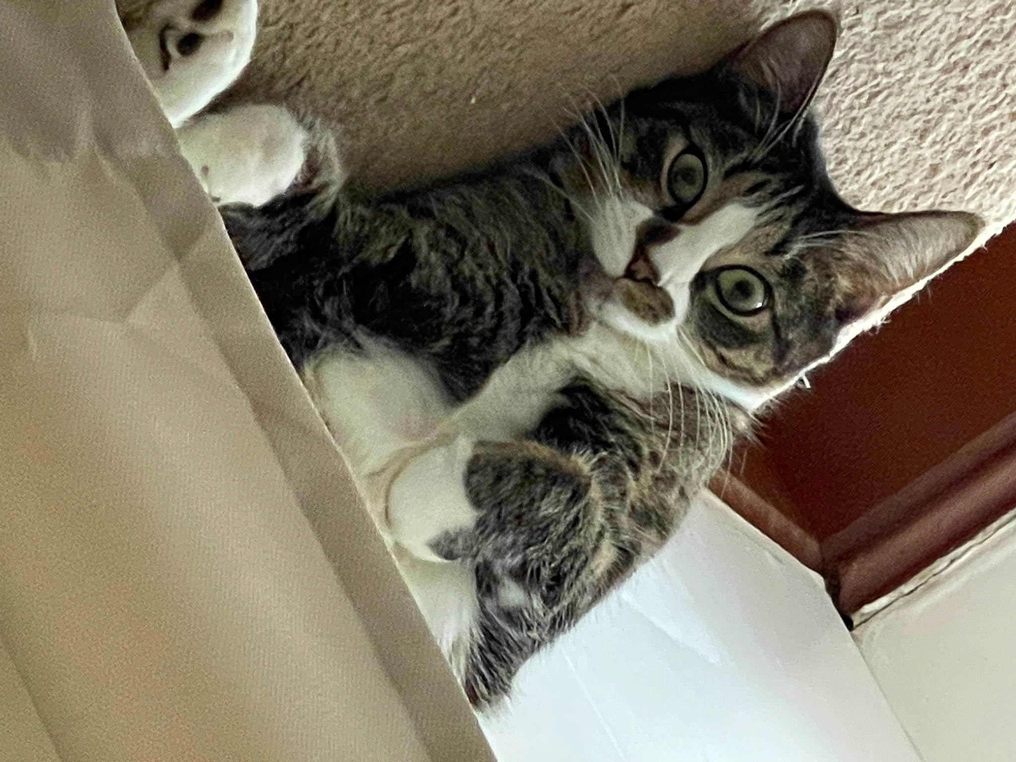 Reinhardt is registered to the contest to win money with this photo: carnivore, cat, claw, comfort, domestic_short_haired_cat, felidae, fur, paw, small_to_medium_sized_cats, snout, tail, whiskers