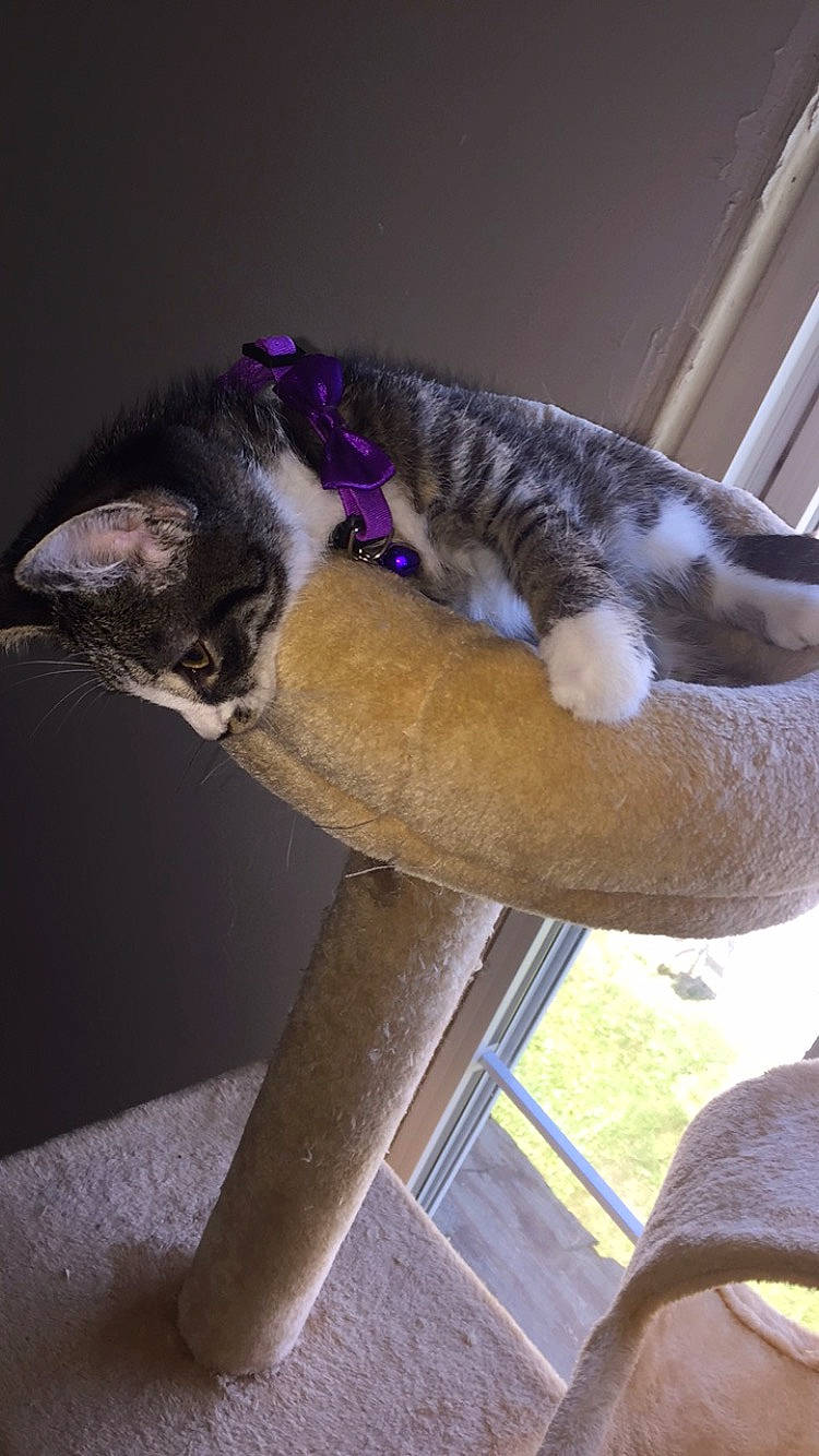 Reinhardt joined the competition — help win amazing prizes! canidae, carnivore, cat, cat_bed, cat_supply, comfort, companion_dog, dog_breed, domestic_short_haired_cat, fawn, felidae, fur, lap, pet_supply, plant, small_to_medium_sized_cats, snout, sporting_group, tail, whiskers