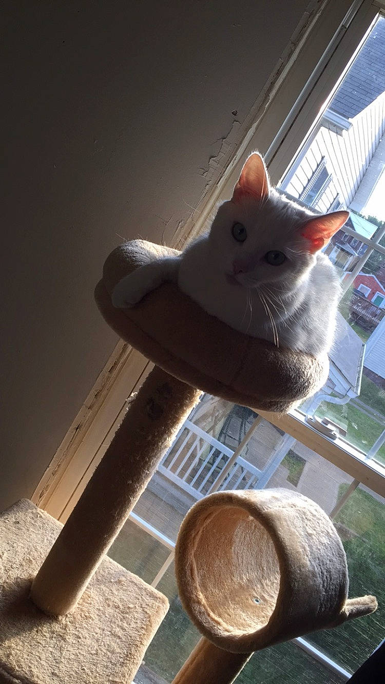 Sasha is registered to the contest to win money with this photo: carnivore, cat, cat_furniture, cat_supply, chair, domestic_short_haired_cat, fawn, felidae, fur, hardwood, hat, outdoor_furniture, pet_supply, plywood, small_to_medium_sized_cats, sun_hat, tail, whiskers, window, wood