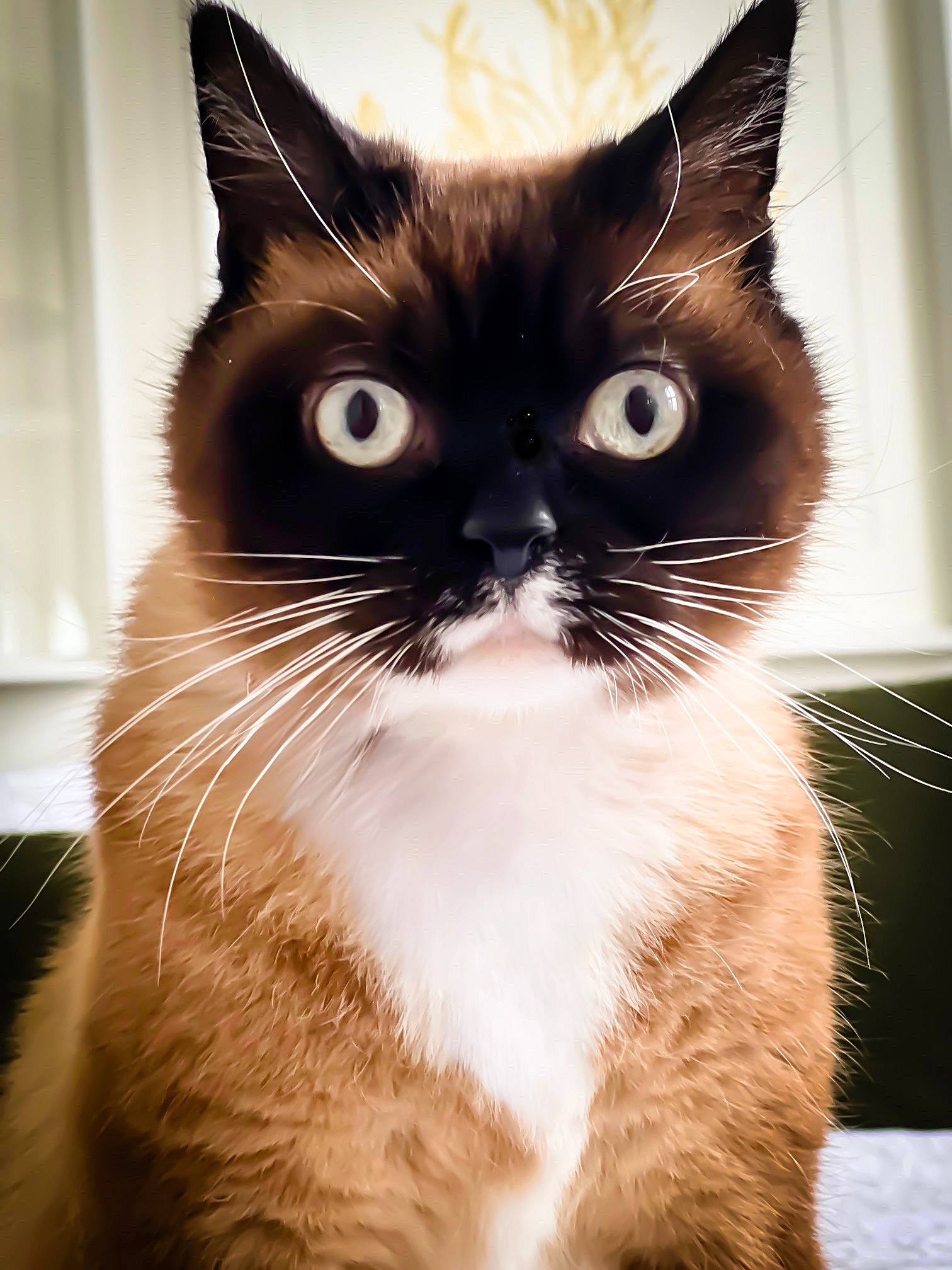 Moomoos is registered to the contest to win money with this photo: black_cat, box, carnivore, cat, domestic_short_haired_cat, ear, eye, felidae, formal_wear, fur, head, human_body, packaging_and_labeling, paw, shadow, small_to_medium_sized_cats, snout, tail, whiskers, window