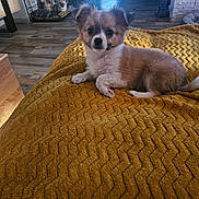 Budy participe au concours pour gagner de l'argent avec cette photo : dog, puppy, blanket, cage, wooden_floor, indoor, pet, small_dog, fur, curious, cozy, home, companion, animal, resting, texture, yellow, background, three_dogs, cute