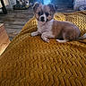 dog, puppy, blanket, cage, wooden_floor, indoor, pet, small_dog, fur, curious, cozy, home, companion, animal, resting, texture, yellow, background, three_dogs, cute