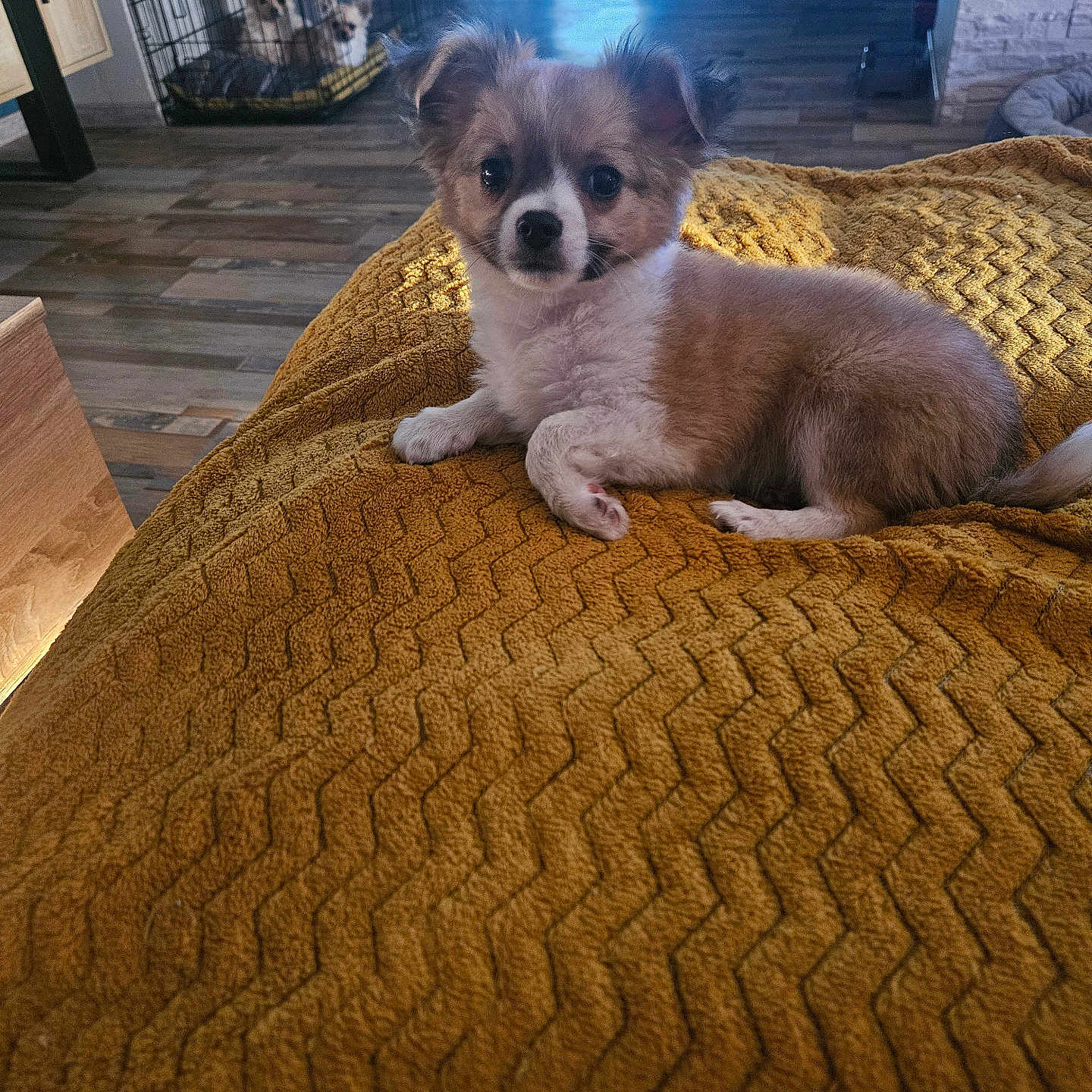 Budy