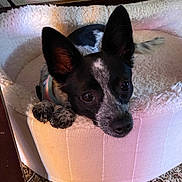 Moon joined the competition — help win amazing prizes! dog, pet_bed, black_and_white, ears, curious, cozy, indoor, carpet, resting, animal, cute, furry, small_dog, snout, paws, looking, home, relaxed, fur, companion