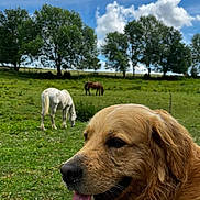 Lester a rejoint le concours — aidez-le/la à gagner de superbes lots ! dog, golden_retriever, grass, pasture, horse, white_horse, brown_horse, trees, sky, clouds, nature, outdoor, animal, mammal, tongue_out, happy, field, farm, daytime, canine