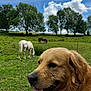 dog, golden_retriever, grass, pasture, horse, white_horse, brown_horse, trees, sky, clouds, nature, outdoor, animal, mammal, tongue_out, happy, field, farm, daytime, canine