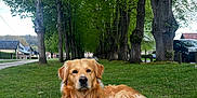 Lester a rejoint le concours — aidez-le/la à gagner de superbes lots ! dog, golden_retriever, grass, tree, outdoor, nature, animal, canine, pet, rural, village, calm, laying_down, greenery, leafy, park, daytime, fur, road, serene