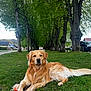 dog, golden_retriever, grass, tree, outdoor, nature, animal, canine, pet, rural, village, calm, laying_down, greenery, leafy, park, daytime, fur, road, serene