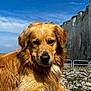 Lester a rejoint le concours — aidez-le/la à gagner de superbes lots ! dog, golden_retriever, outdoor, sunlight, grass, rocks, cliffs, sky, blue_sky, nature, pet, animal, lying_down, canine, fur, portrait, daytime, relaxed, muzzle, ears