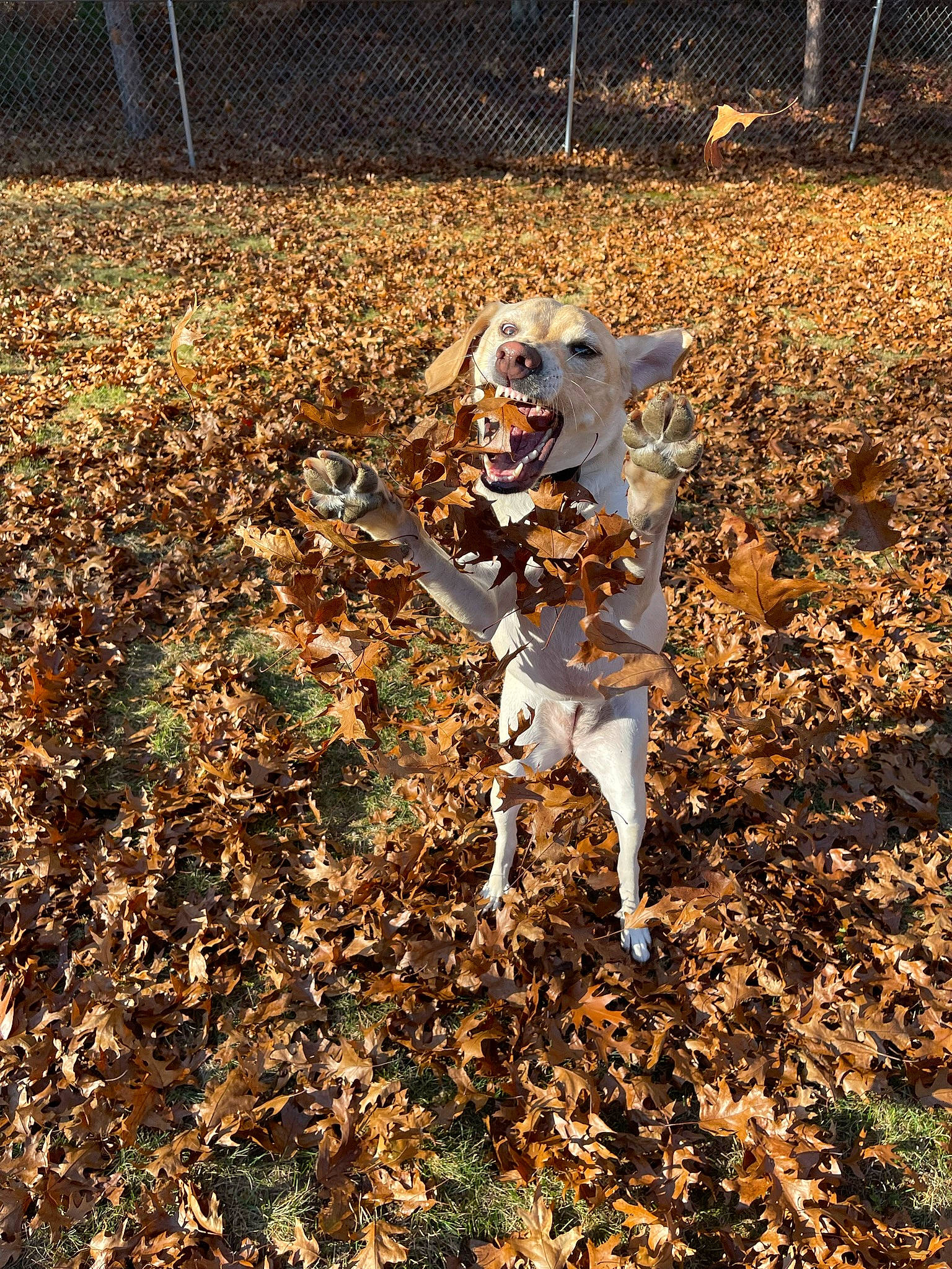 Emmy is registered to the contest to win money with this photo: autumn, canidae, carnivore, companion_dog, deciduous, dog, dog_breed, dog_supply, fawn, fence, grass, people_in_nature, plant, shadow, soil, sporting_group, tail, tree, wood, working_animal