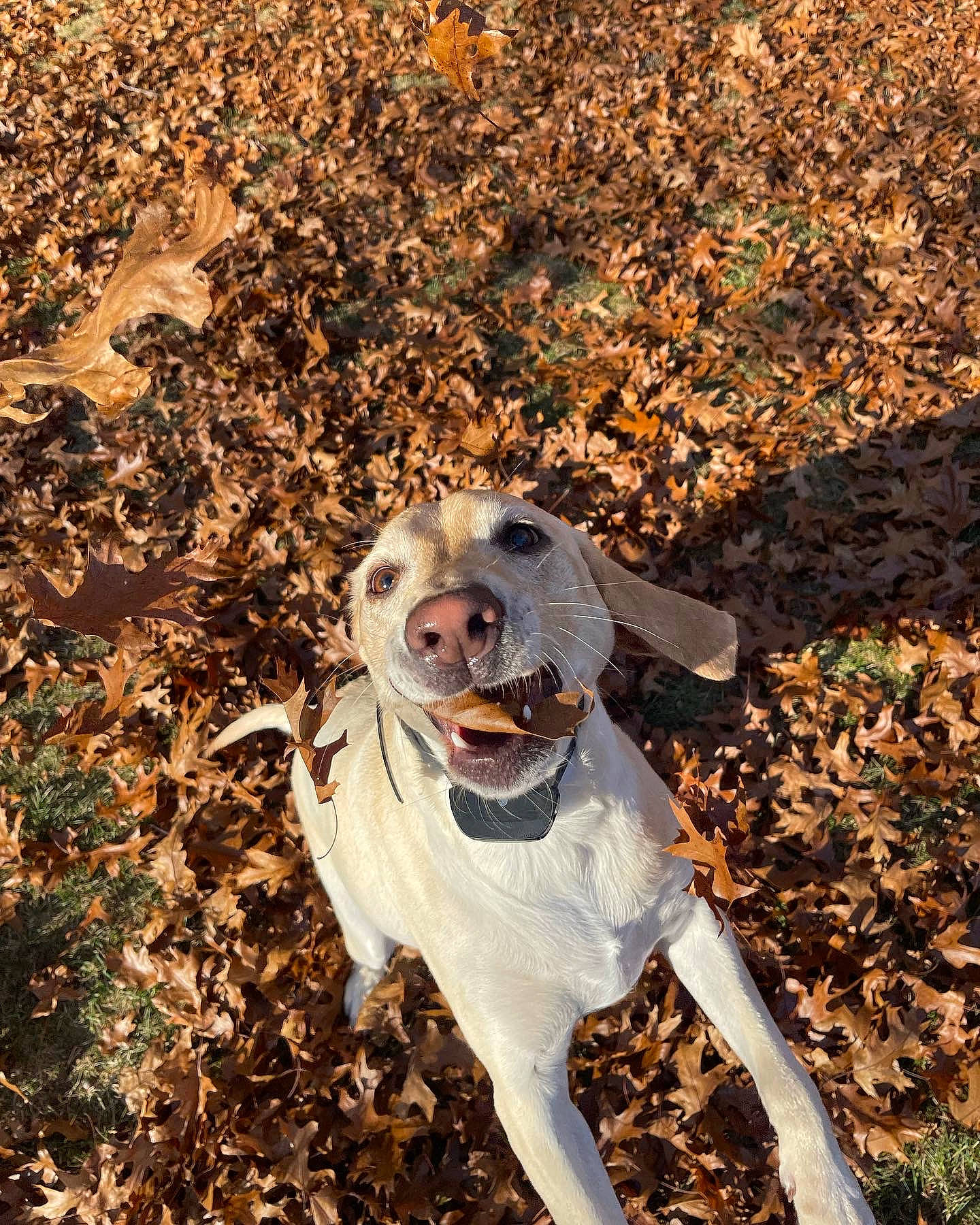 Emmy joined the competition — help win amazing prizes! canidae, carnivore, companion_dog, dog, dog_breed, dog_clothes, dog_supply, fawn, fur, grass, happy, hat, plant, shadow, smile, snout, soil, sporting_group, tail, wood