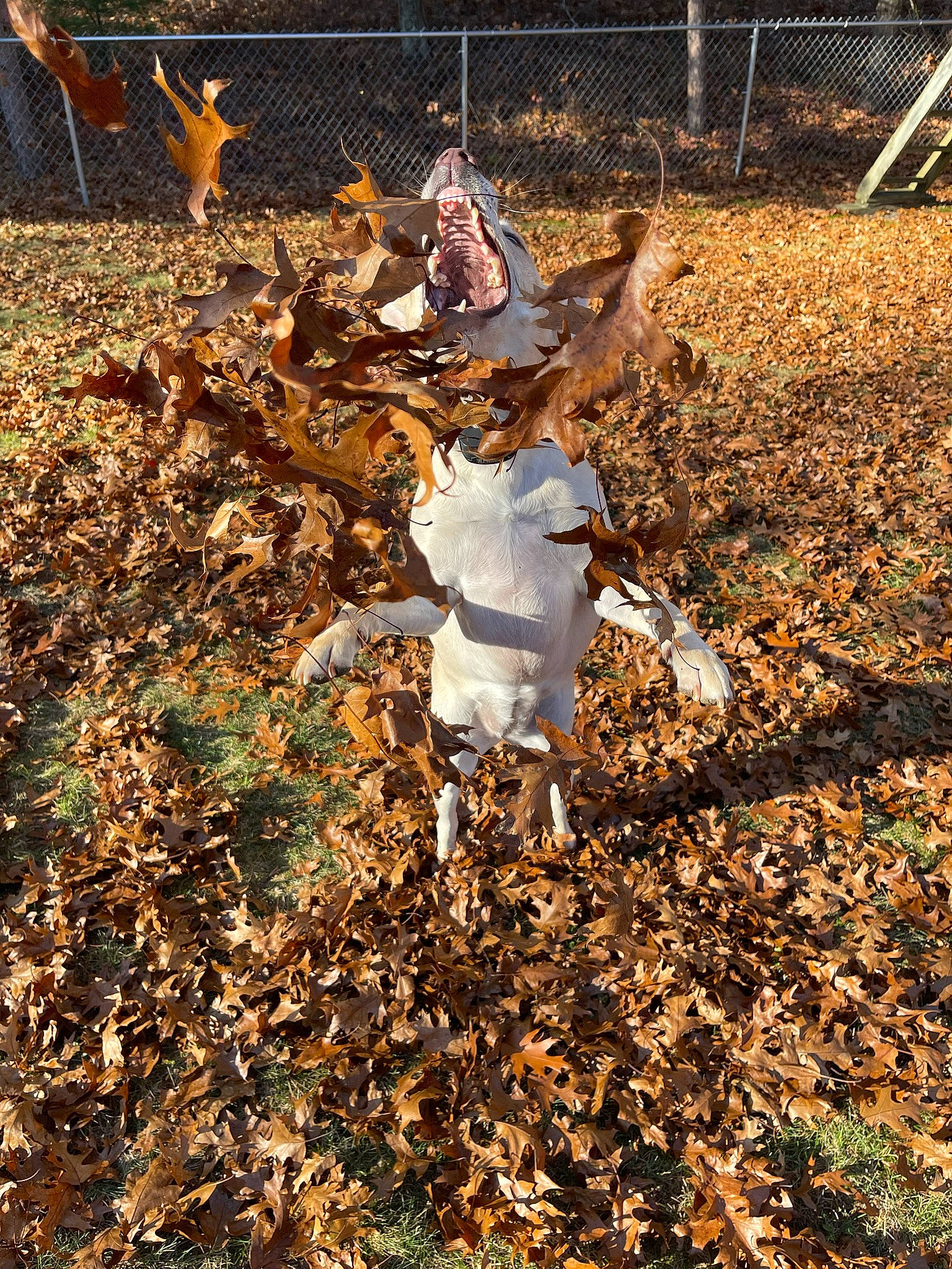 Emmy is registered to the contest to win money with this photo: autumn, deciduous, fence, grass, hat, landscape, people_in_nature, plant, shadow, soil, sporting_group, tail, tree, twig, wood