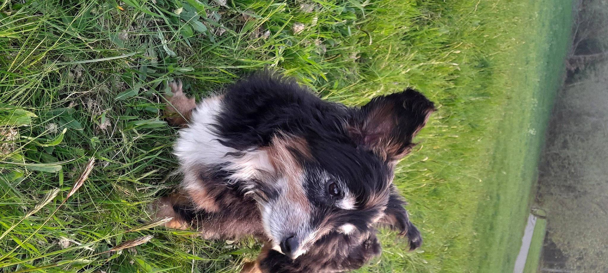 Snnoky a rejoint le concours — aidez-le/la à gagner de superbes lots ! canidae, carnivore, companion_dog, dog, dog_breed, fur, grass, grassland, herding_dog, livestock, plant, puppy, soil, sporting_group, tail, terrestrial_animal, whiskers, working_animal