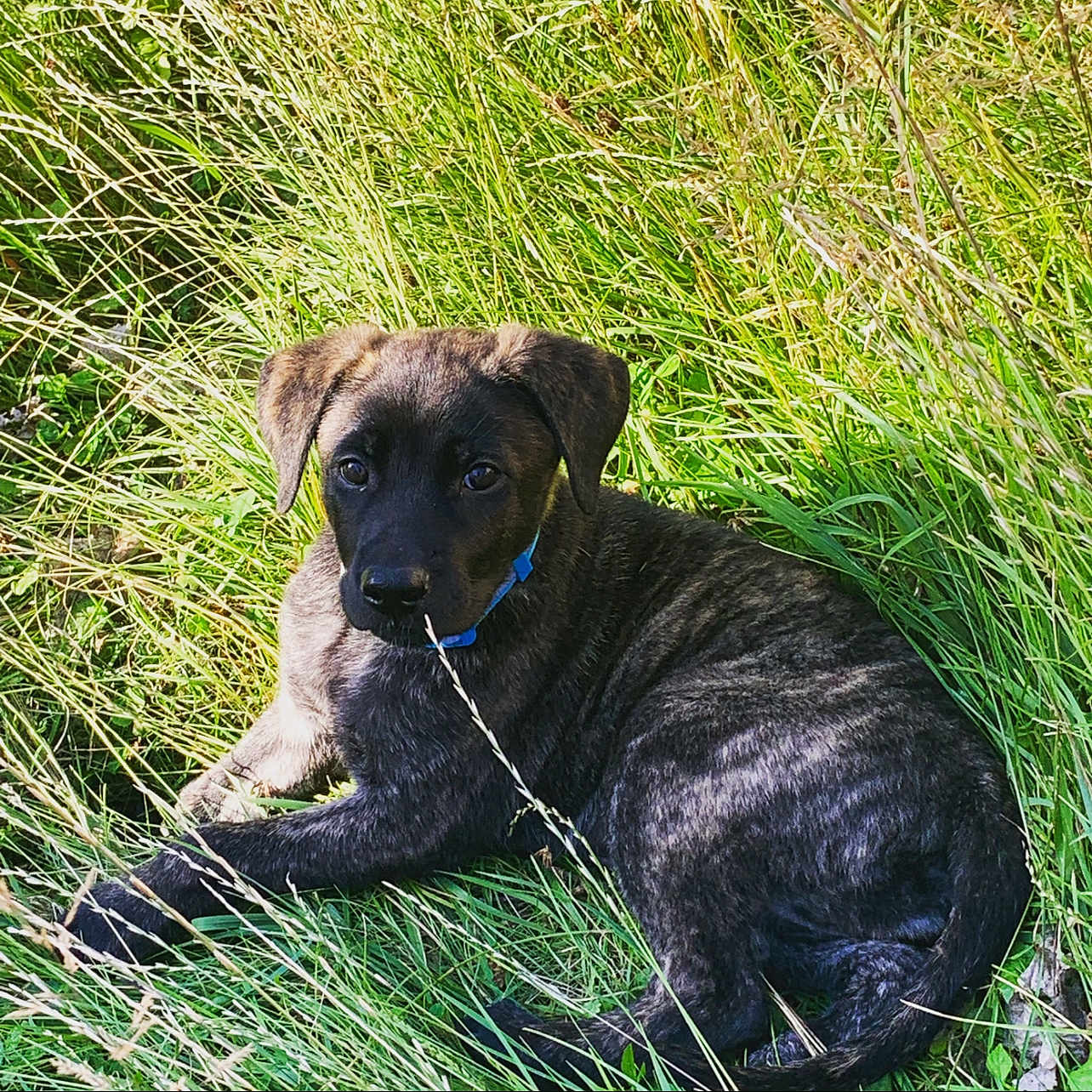 Apollo
