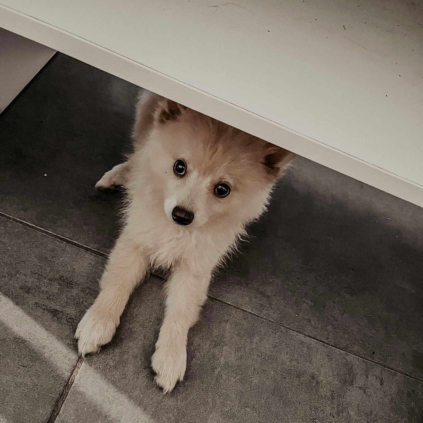 Rox participe au concours pour gagner de l'argent avec cette photo : adorable, animal, curious, cute, dog, floor, fur, furniture, home, indoor, light, looking_up, pet, puppy, resting, shadow, small, tile, white, young