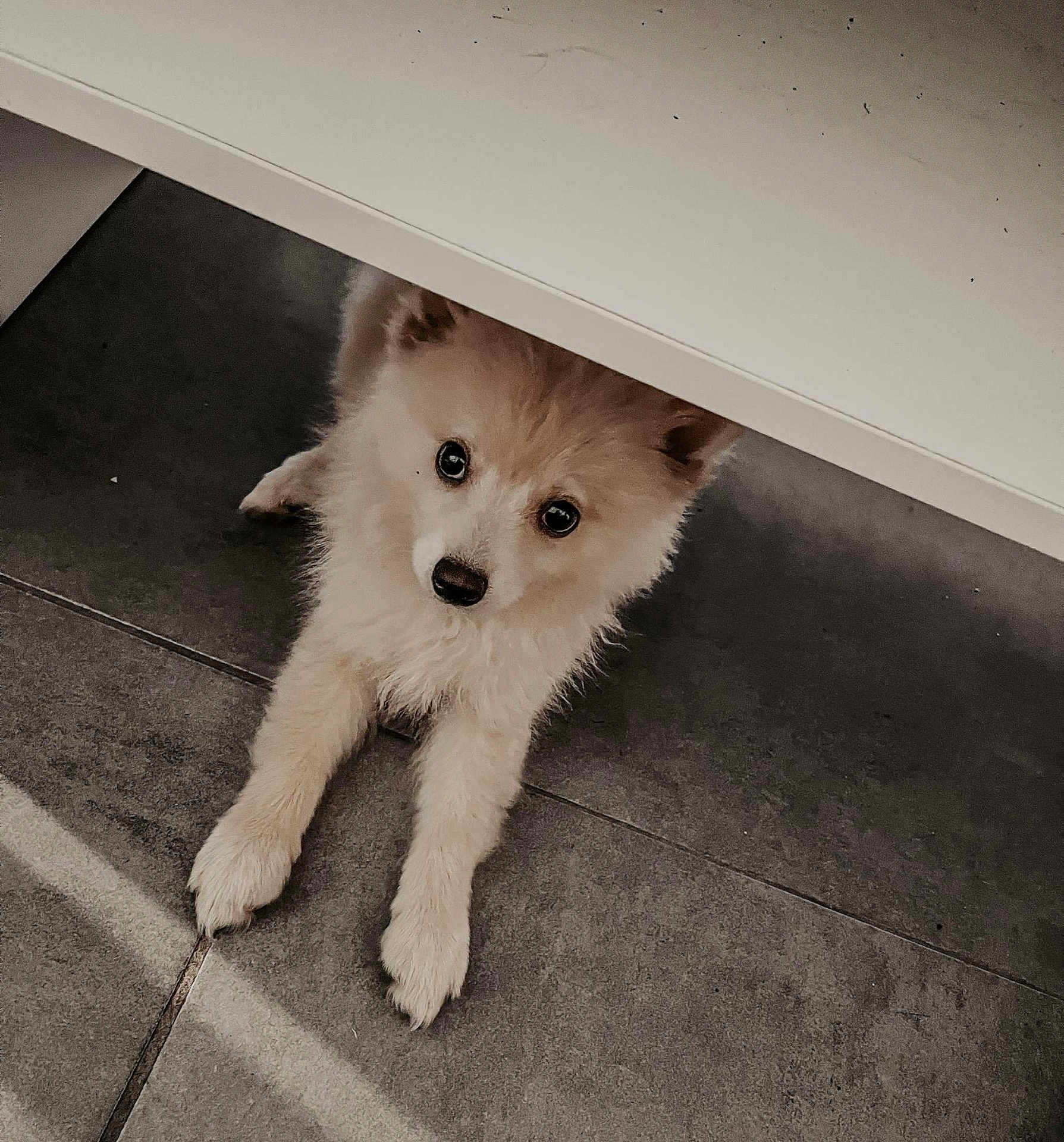 Rox participe au concours pour gagner de l'argent avec cette photo : puppy, dog, pet, animal, cute, fur, floor, tile, indoor, looking_up, small, young, adorable, light, shadow, curious, resting, white, furniture, home