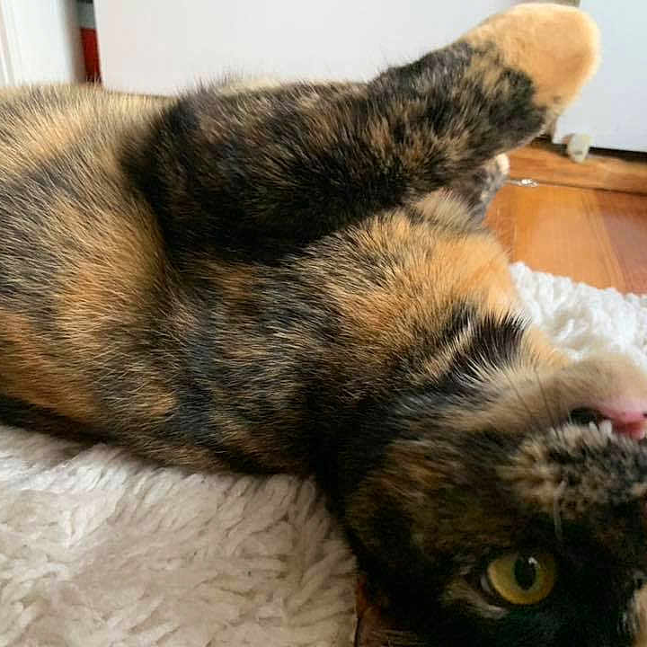 Nala is registered to the contest to win money with this photo: asian, canidae, carnivore, cat, claw, dog_breed, domestic_short_haired_cat, ear, european_shorthair, felidae, fur, paw, small_to_medium_sized_cats, tail, whiskers