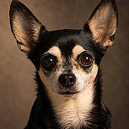 Mamba a rejoint le concours — aidez-le/la à gagner de superbes lots ! dog, chihuahua, small_dog, portrait, close_up, black_and_tan, large_ears, upright_ears, brown_eyes, animal_face, snout, nose, fur, short_hair, studio_lighting, brown_background, centered_composition, pet, alert, cute