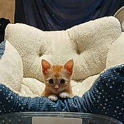 Sora joined the competition — help win amazing prizes! kitten, cat, pet_bed, orange_cat, indoor, cozy, fluffy, curious, small, animal, cute, feline, resting, domestic, comfortable, young, tabby, polka_dot, blue, white