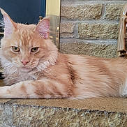 Huey joined the competition — help win amazing prizes! cat, orange_cat, fluffy, lying_down, stone_hearth, woven_basket, statuette, knight_statue, indoor, pet, feline, relaxed, cozy, fur, whiskers, ears, paws, home_decor, close_up, animal