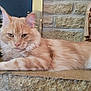 cat, orange_cat, fluffy, lying_down, stone_hearth, woven_basket, statuette, knight_statue, indoor, pet, feline, relaxed, cozy, fur, whiskers, ears, paws, home_decor, close_up, animal