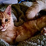 Huey joined the competition — help win amazing prizes! cat, orange_tabby, pet, animal, feline, whiskers, paws, relaxed, blanket, cozy, indoor, cute, fur, stretching, resting, closeup, mammal, home, sleepy, comfortable