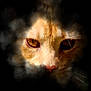 Huey is registered to the contest to win money with this photo: cat, face, close_up, animal, eyes, whiskers, fur, orange_cat, mystical, dark_background, smoke, mist, portrait, feline, intense_gaze, pet, mysterious, wildlife, nature, creature