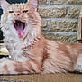 cat, orange_tabby, yawning, feline, pet, indoor, stone_hearth, woven_basket, statue, medieval_knight, relaxing, animal, fur, whiskers, mouth_open, paw, home_decor, cozy, resting, domestic_cat