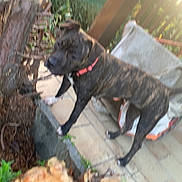 Venus participe au concours pour gagner de l'argent avec cette photo : animal, black, brindle, brown, canine, collar, daylight, dog, fence, garden, nature, outdoor, patio, pet, plants, standing, sunlight, tile_floor, tree_stump, white