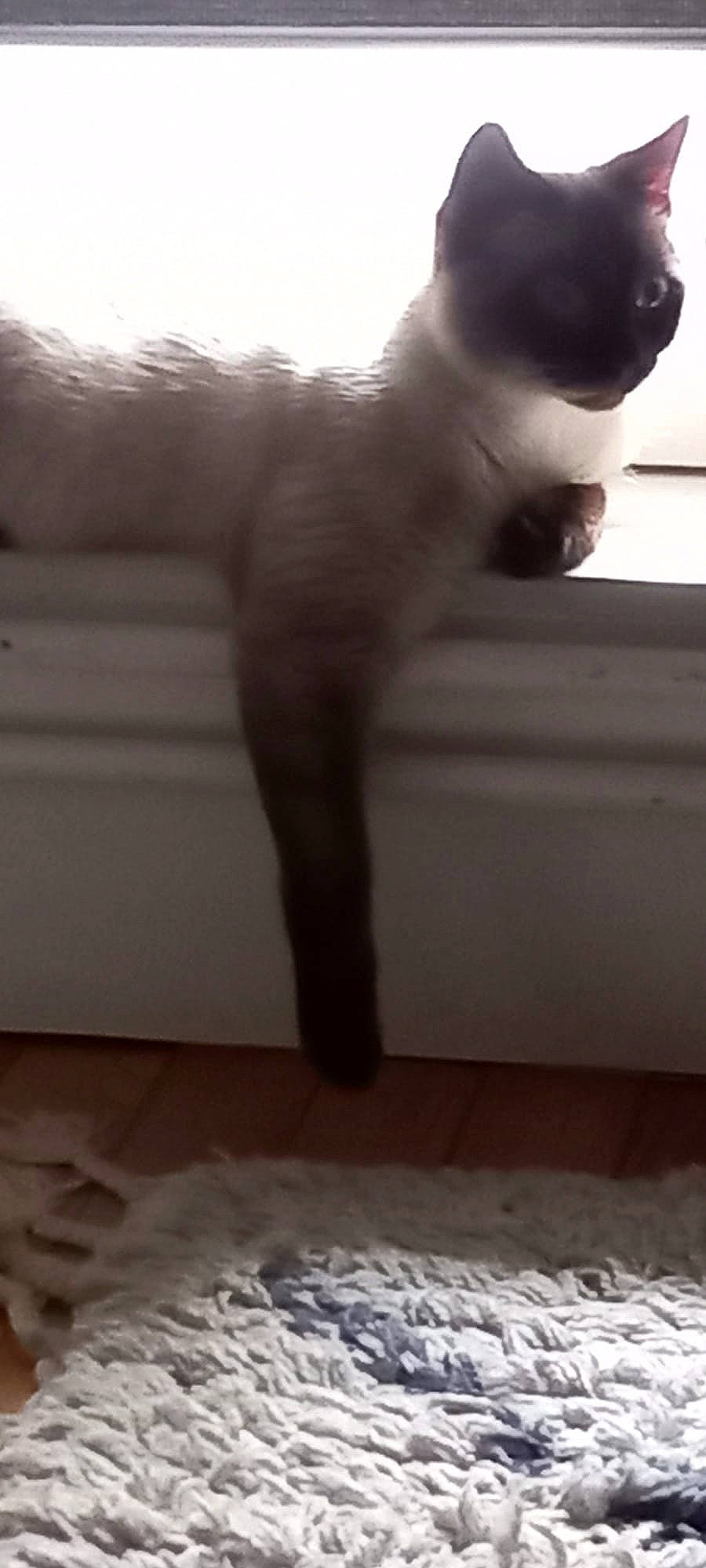 Lucky a rejoint le concours — aidez-le/la à gagner de superbes lots ! carnivore, cat, comfort, felidae, flooring, fur, grey, hardwood, human_leg, monochrome, monochrome_photography, room, shadow, small_to_medium_sized_cats, snout, tail, tints_and_shades, whiskers, white, wood