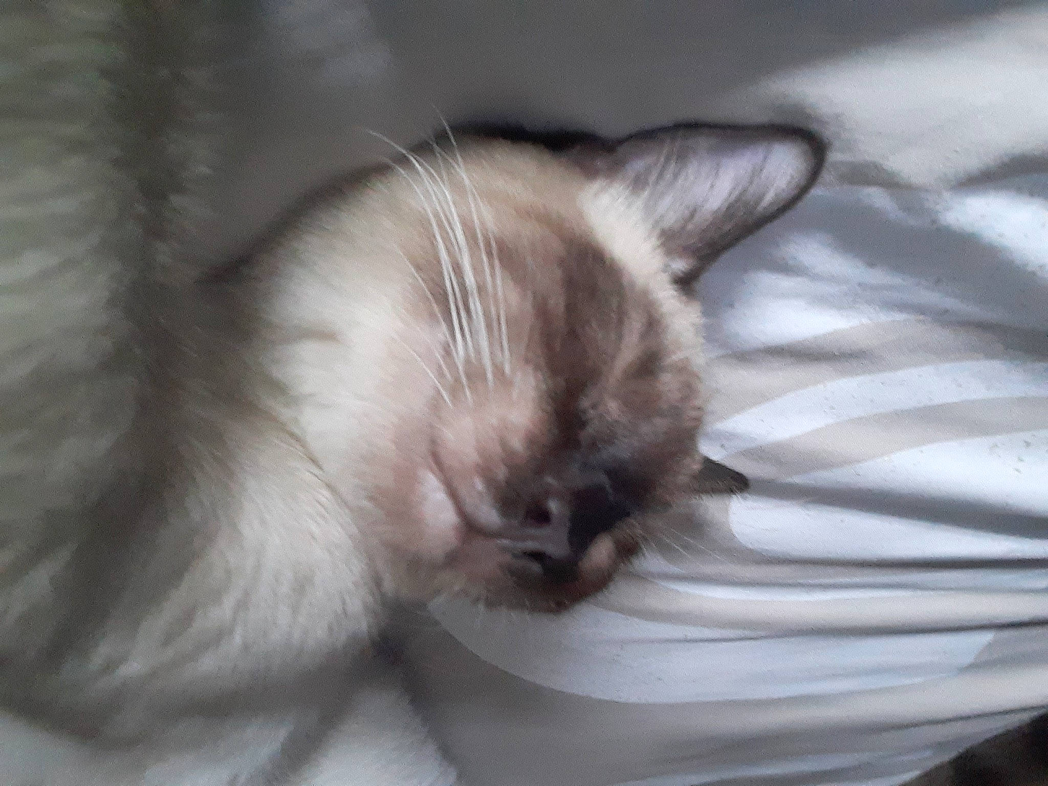 Lucky participe au concours pour gagner de l'argent avec cette photo : balinese, birman, carnivore, cat, claw, comfort, fawn, felidae, fur, paw, ragdoll, siamese, small_to_medium_sized_cats, tail, thai, whiskers