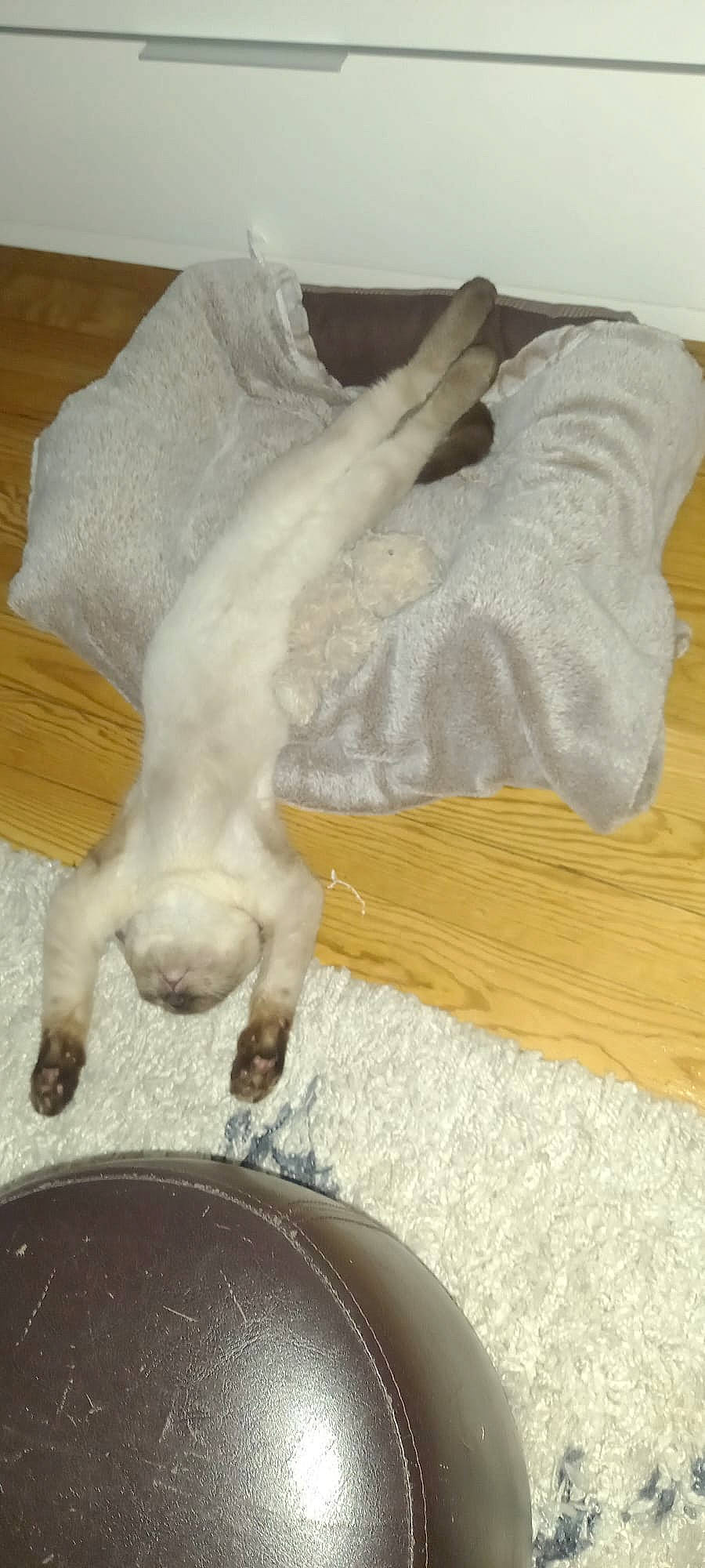 Lucky participe au concours pour gagner de l'argent avec cette photo : carnivore, cat, comfort, companion_dog, dog_breed, fawn, felidae, flooring, foot, fur, gesture, hardwood, human_leg, linens, paw, small_to_medium_sized_cats, tail, toe, whiskers, wood