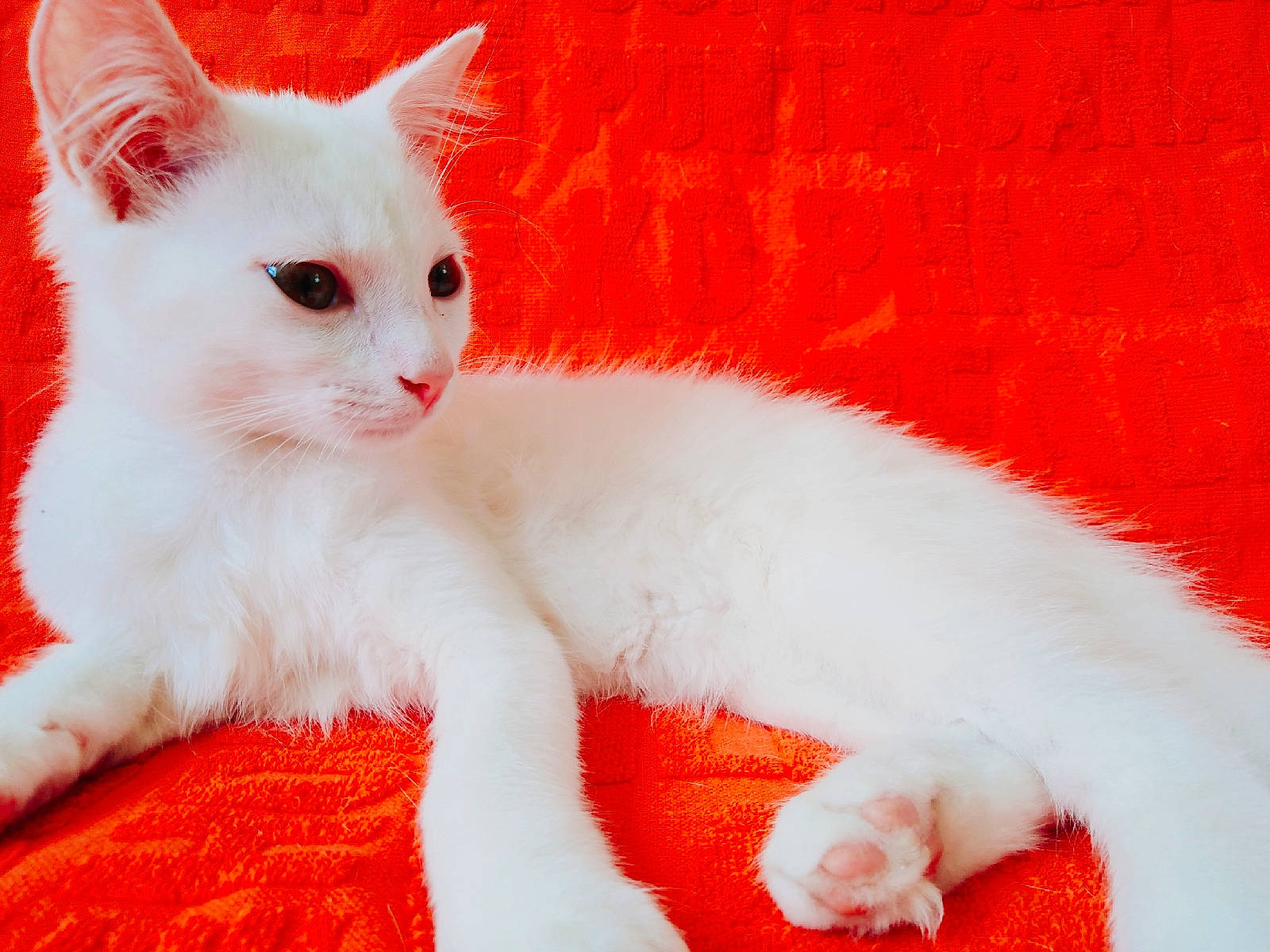 Koda participe au concours pour gagner de l'argent avec cette photo : asian, carnivore, cat, colorpoint_shorthair, domestic_short_haired_cat, eye, felidae, fur, khao_manee, kitten, mammal, orange, polydactyl_cat, red, small_to_medium_sized_cats, tail, turkish_angora, turkish_van, whiskers, white