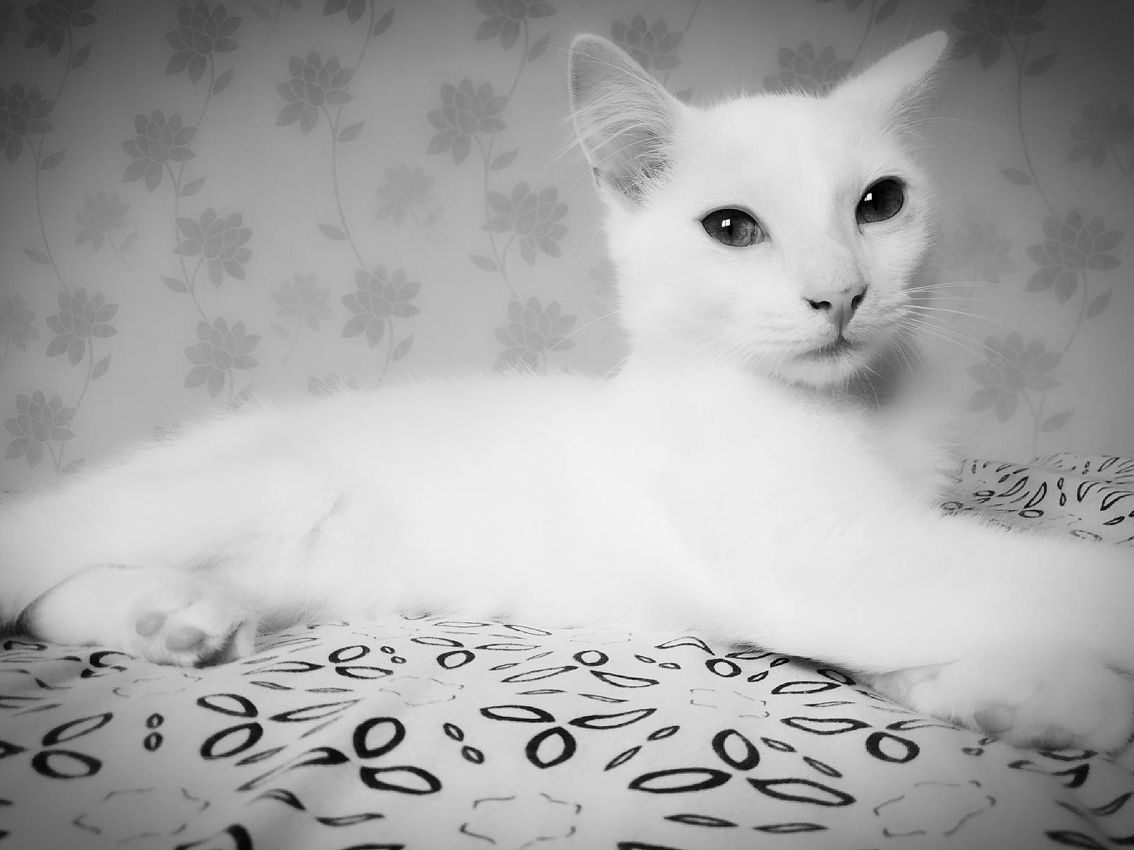 Koda participe au concours pour gagner de l'argent avec cette photo : asian, black_and_white, burmilla, carnivore, cat, domestic_short_haired_cat, eye, felidae, fur, khao_manee, kitten, monochrome, monochrome_photography, paw, small_to_medium_sized_cats, turkish_angora, turkish_van, whiskers, white