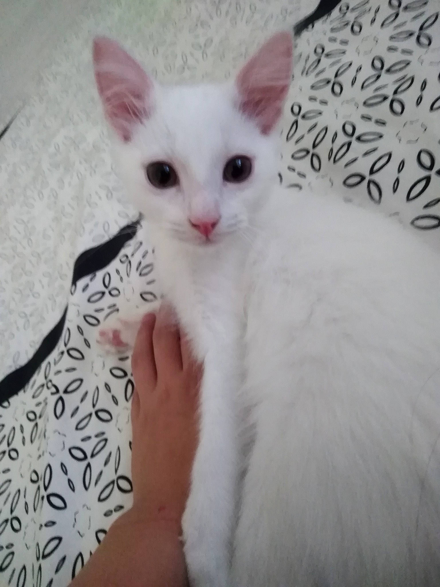 Koda a rejoint le concours — aidez-le/la à gagner de superbes lots ! asian, burmilla, carnivore, cat, colorpoint_shorthair, cornish_rex, domestic_short_haired_cat, eye, felidae, javanese, khao_manee, kitten, mammal, oriental_longhair, small_to_medium_sized_cats, tail, turkish_angora, turkish_van, vertebrate, whiskers