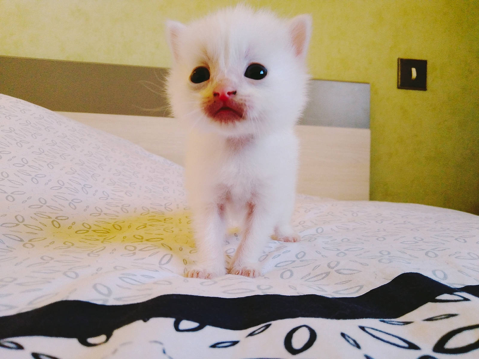 Koda participe au concours pour gagner de l'argent avec cette photo : american_curl, asian, carnivore, cat, domestic_short_haired_cat, eye, felidae, fur, khao_manee, kitten, mammal, nose, persian, skin, small_to_medium_sized_cats, tail, turkish_angora, turkish_van, vertebrate, whiskers
