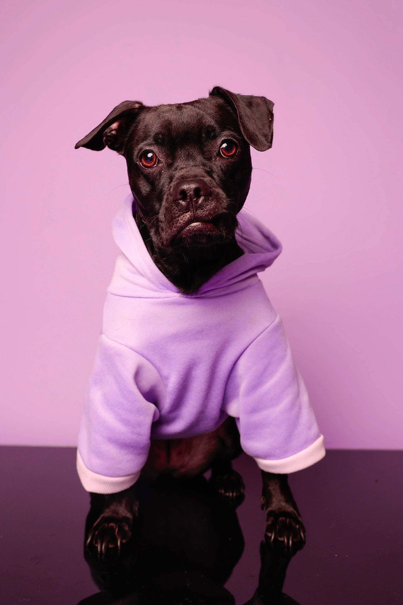 Pepper'S participe au concours pour gagner de l'argent avec cette photo : canidae, carnivore, companion_dog, costume, curtain, dog, dog_breed, dog_clothes, dog_supply, magenta, personal_protective_equipment, pink, purple, sleeve, snout, sporting_group, t_shirt, toy_dog, violet, working_animal