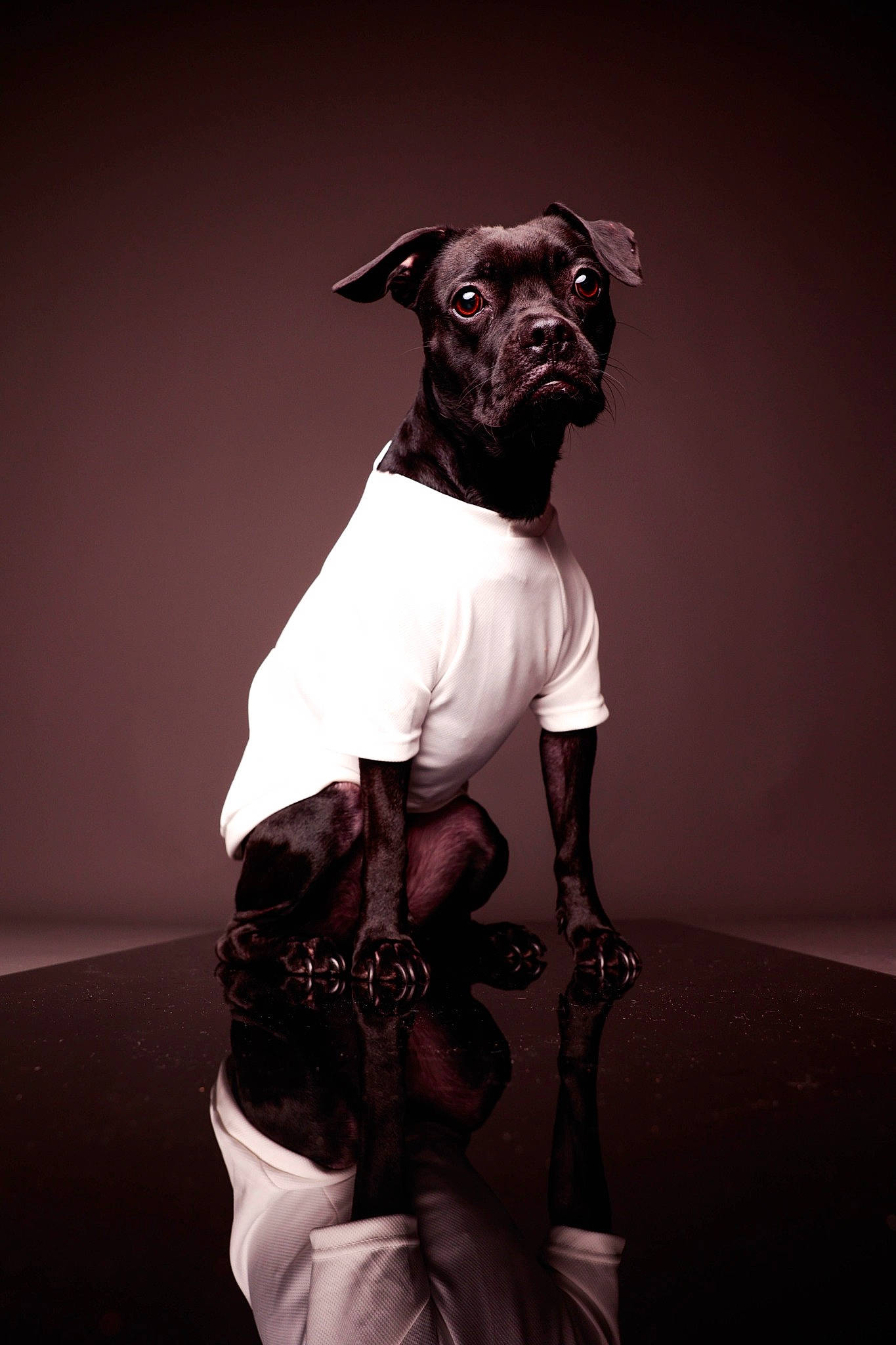 Pepper'S a rejoint le concours — aidez-le/la à gagner de superbes lots ! canidae, carnivore, companion_dog, costume, darkness, dog, dog_breed, fictional_character, flash_photography, formal_wear, fur, grey, guard_dog, monochrome, monochrome_photography, sleeve, snout, toy_dog, whiskers, working_animal