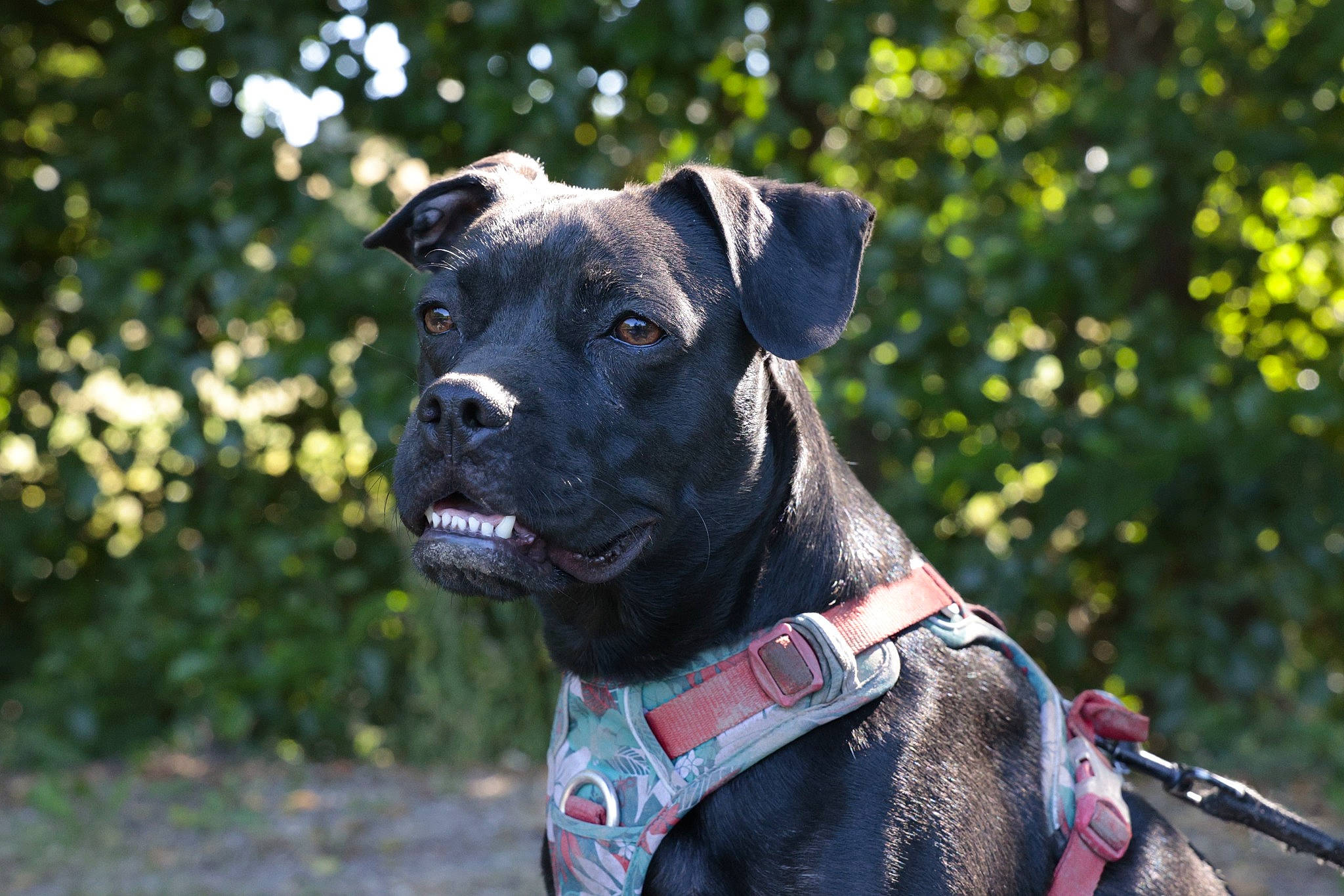 Pepper'S a rejoint le concours — aidez-le/la à gagner de superbes lots ! canidae, canis_panther, carnivore, collar, companion_dog, dog, dog_breed, dog_collar, dog_supply, fashion_accessory, fawn, grass, leash, personal_protective_equipment, pet_supply, plant, snout, sporting_group, tree, working_animal