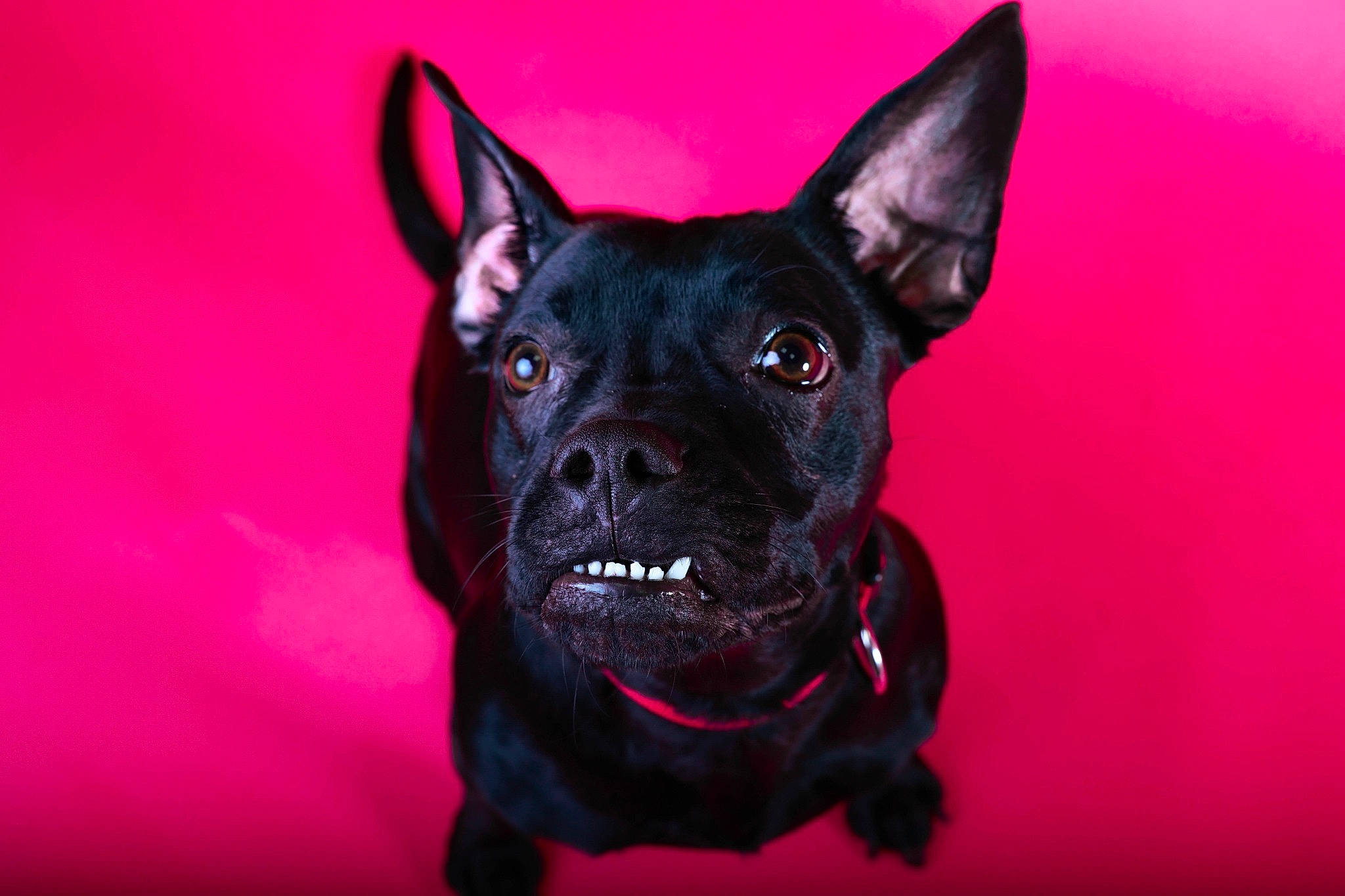 Pepper'S participe au concours pour gagner de l'argent avec cette photo : canidae, carmine, carnivore, collar, companion_dog, dog, dog_breed, dog_collar, dog_supply, electric_blue, fawn, non_sporting_group, snout, sporting_group, toy_dog, whiskers, working_animal