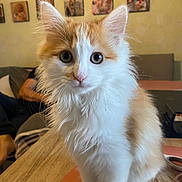 Rudi a rejoint le concours — aidez-le/la à gagner de superbes lots ! kitten, cat, orange_and_white, fluffy, pet, indoor, table, toy, blue_toy, curious, ears, whiskers, home_interior, family_photos, furniture, closeup, young_cat, domestic_animal, animal, cute