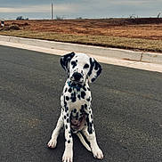 Prince joined the competition — help win amazing prizes! dalmatian, puppy, dog, sitting, road, asphalt, outdoor, curious, black_spots, white_fur, collar, head_tilt, empty_road, overcast_sky, construction_site, grass, sidewalk, young_dog, pet, portrait