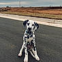 dalmatian, puppy, dog, sitting, road, asphalt, outdoor, curious, black_spots, white_fur, collar, head_tilt, empty_road, overcast_sky, construction_site, grass, sidewalk, young_dog, pet, portrait
