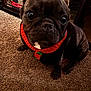 Lilo is registered to the contest to win money with this photo: animal, black_dog, carpet, clothing, companion, curious, cute, dog, french_bulldog, furniture, household, indoor, mirror, pet, portrait, red_collar, reflection, sitting, small_dog, wide_eyes
