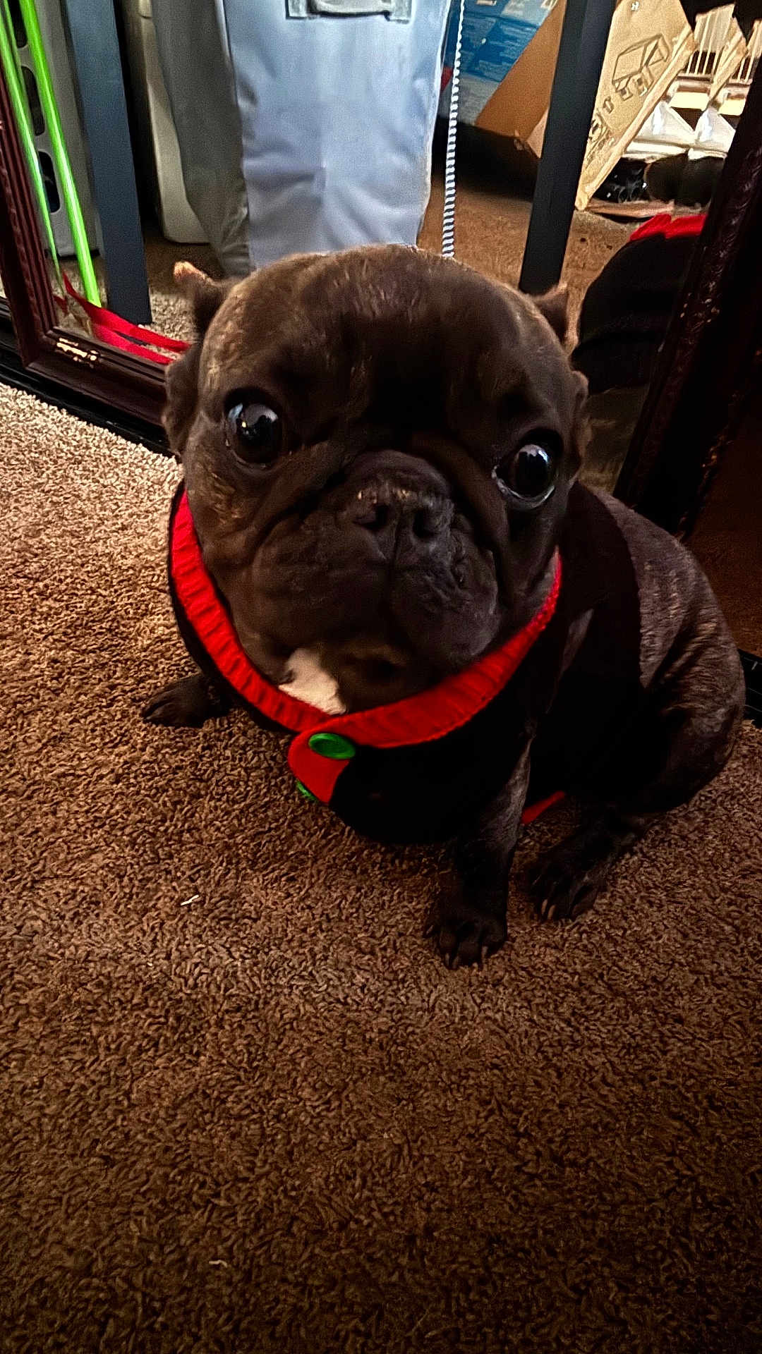 Lilo