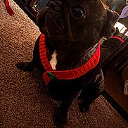 Lilo is registered to the contest to win money with this photo: animal, black_dog, carpet, companion, cozy, cute, dog, floor, furniture, green, holiday, home, indoor, looking_up, mirror, pet, portrait, red, reflection, sweater
