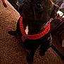 animal, black_dog, carpet, companion, cozy, cute, dog, floor, furniture, green, holiday, home, indoor, looking_up, mirror, pet, portrait, red, reflection, sweater