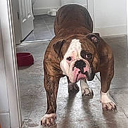 Bronson joined the competition — help win amazing prizes! animal, brindle, bulldog, canine, claw, companion, curious, dog, dog_bowl, door, floor, hallway, indoor, looking_at_camera, muscular, paw, pet, short_hair, standing, white_markings