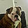 Bronson