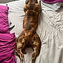 Bronson joined the competition — help win amazing prizes! animal, bed, blanket, brindle, canine, comfort, cozy, dog, fur, furniture, gray_blanket, indoors, legs, paws, pet, purple_blanket, relaxation, resting, sleeping, tail